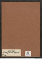 Desmogonium rabenhorstianum Grun. (de-Toni-Nr.: Genus 71, Species 2701) Zeichnungen Sammlung Grunow Mappe 02920 (Herbarium_W_Grunow_drawings_Folder_02920)